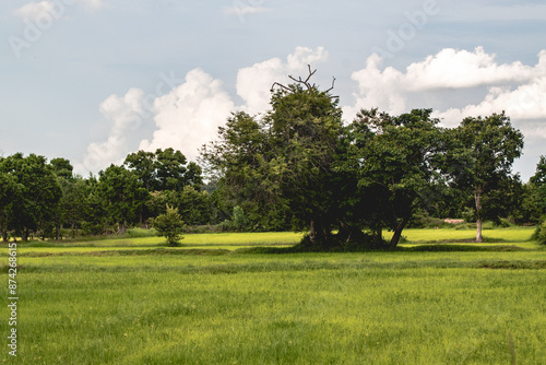 The beautiful atmosphere of rice fields in the morning and evening is used as a background for the scene.