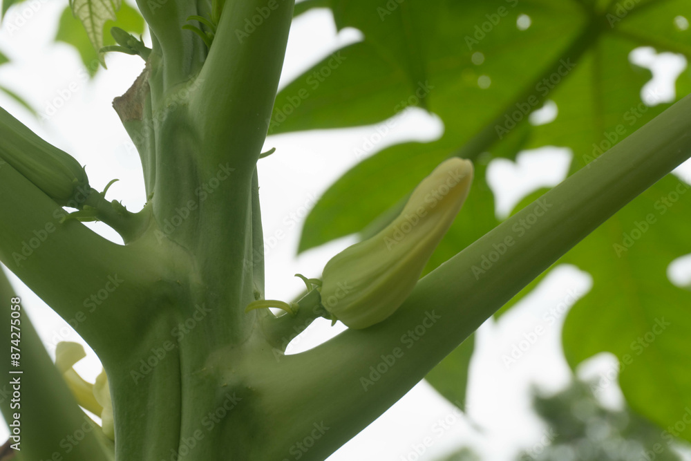 Obraz premium Papaya flowers (Carica papaya L.)