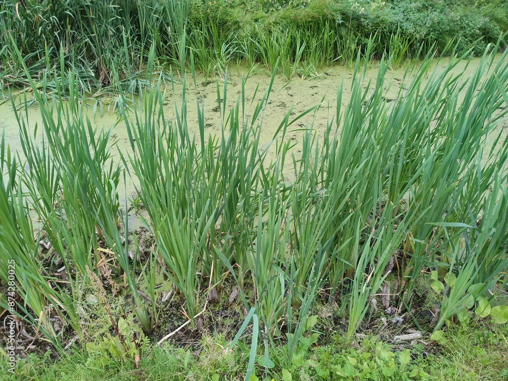 Fototapeta premium Typha latifolia. edible plant