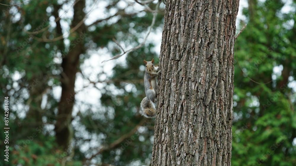 One cute squirrel climbing on the tree in spring One cute squirrel climbing on the tree in spring