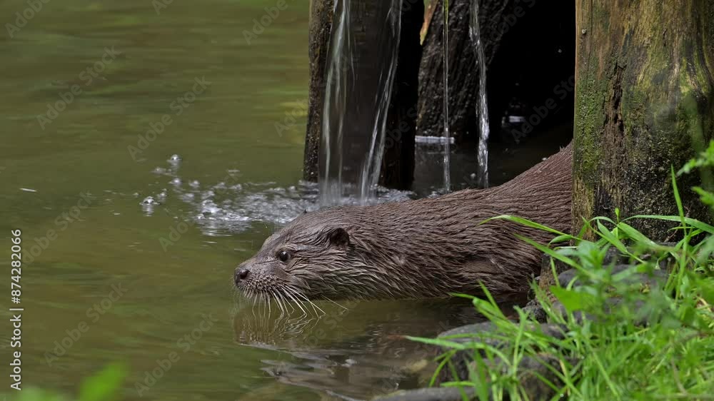 Eurasian otter / European river otter (Lutra lutra) diving in water of stream Eurasian otter / European river otter (Lutra lutra) diving in water of stream