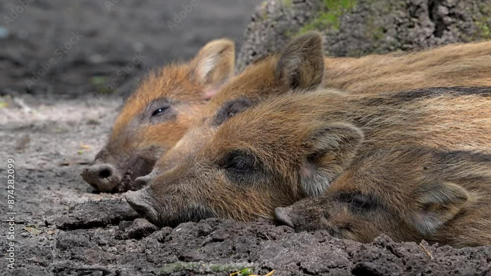 Four wild boar (Sus scrofa) piglets / juveniles sleeping in the mud in spring Four wild boar (Sus scrofa) piglets / juveniles sleeping in the mud in spring