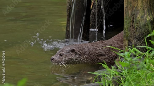 Eurasian otter / European river otter (Lutra lutra) diving in water of stream