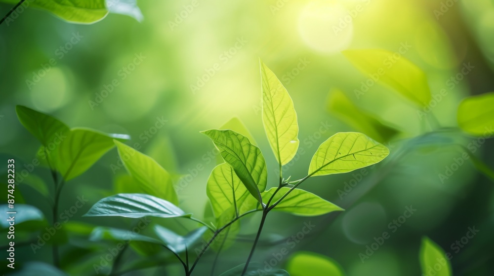 Obraz premium Abstract background of green leaves with soft focus and natural lighting