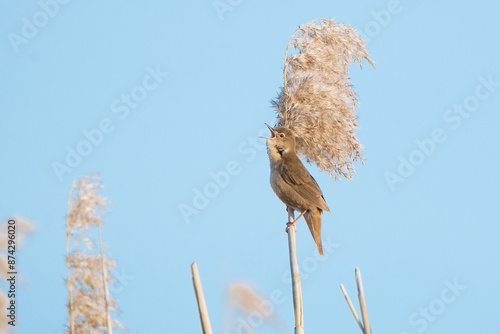 Great reed warbler photo