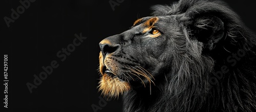 A lion palm with dark gray fur taken from the side facing forward is exposed to yellow light on a black background
