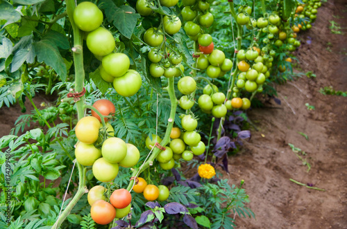 Plants with unripe green and some ripe red tomatoes in organic growing in a greenhouse in summer.