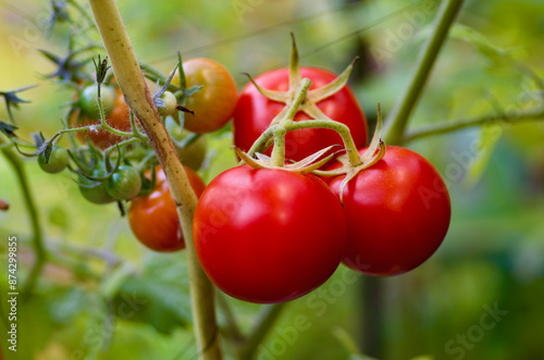 Close-up of plant with ripe red tomatoes in organic growing in a vegetable garden in autumn.