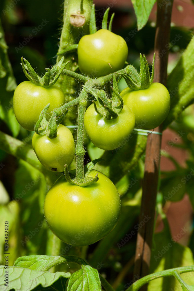 Plant with homegrown unripe green tomatoes in organic growing in summer. Plant with homegrown unripe green tomatoes in organic growing in summer.