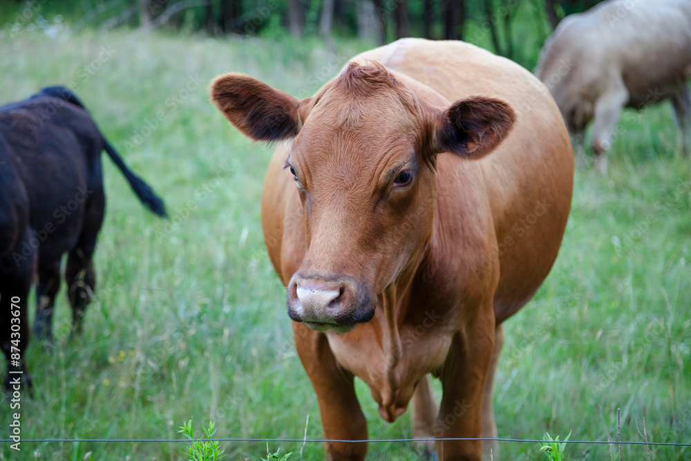 brown cow with ring in nose farm agriculture brown cow with ring in nose farm agriculture