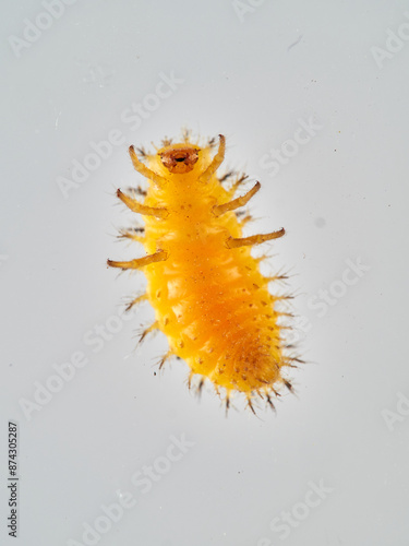 Larva of Bryony Ladybird Henosepilachna argus photo