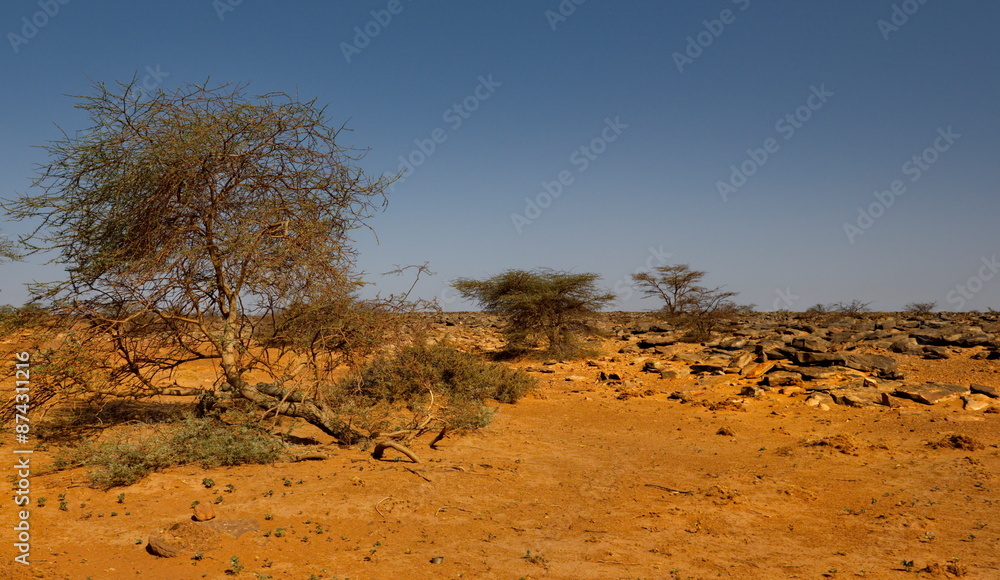 West Africa. Mauritania. Lonely acacia trees with scant foliage on rocky hills in the hot sands of the southwestern edge of the Sahara Desert. West Africa. Mauritania. Lonely acacia trees with scant foliage on rocky hills in the hot sands of the southwestern edge of the Sahara Desert.
