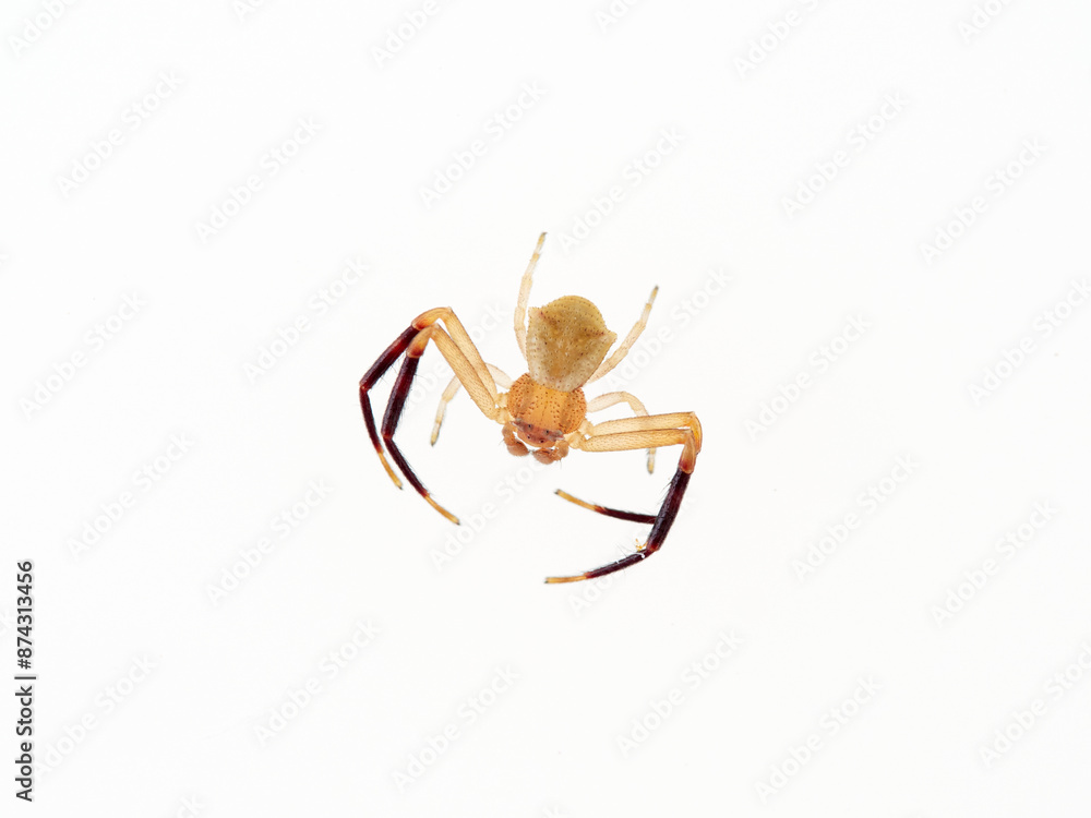 Obraz premium European Crab Spider on a white background. Thomisus onustus. Male