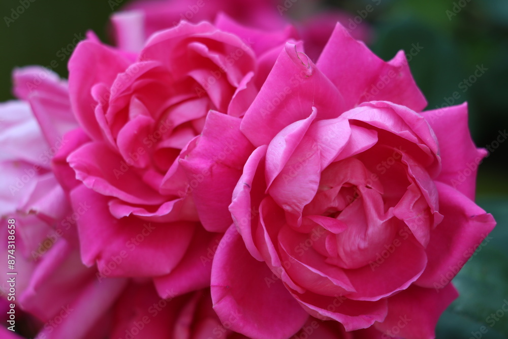 Closeup of roses in bloom Closeup of roses in bloom