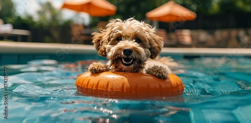 Happy Dog Floats On Inflatable Ring In Pool On Sunny Day