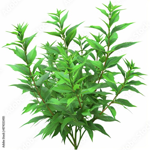 A bush plant isolated on a white background