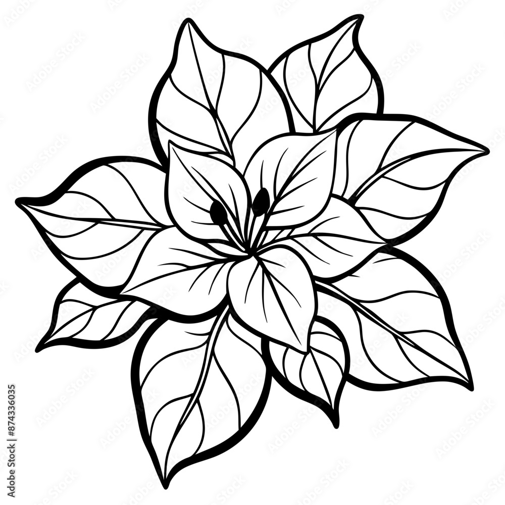 Fototapeta premium line art bougainvillea flower isolated on white