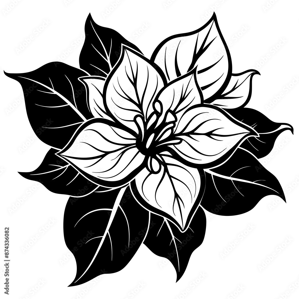 line art bougainvillea flower isolated on white line art bougainvillea flower isolated on white