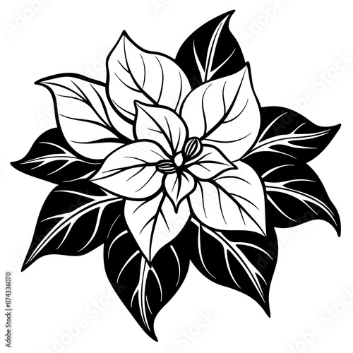 line art bougainvillea flower isolated on white © Puspanjali