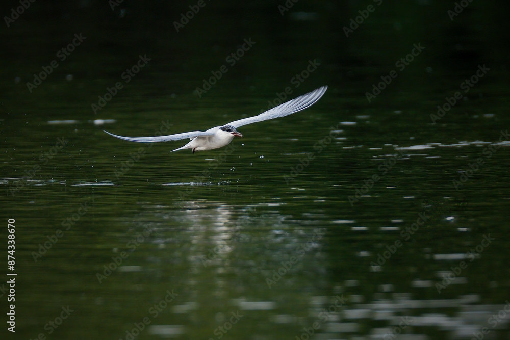 Common Tern in flight in natural native habitat Common Tern in flight in natural native habitat