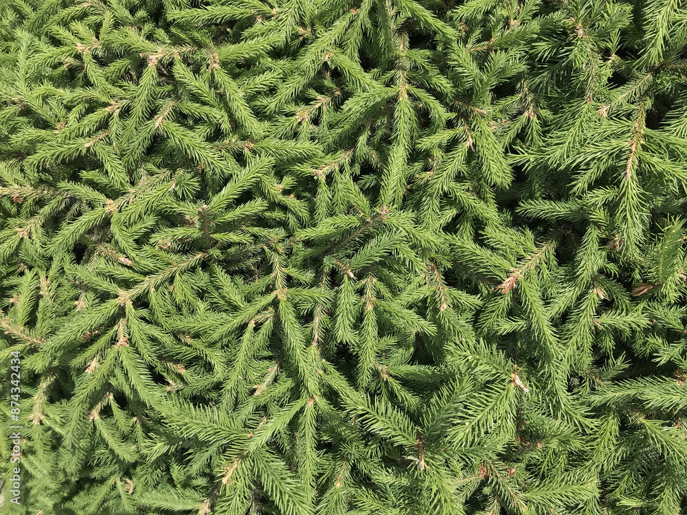 Pine needles, Christmas tree, spruce, fir, close up, tree leaves wood Pine needles, Christmas tree, spruce, fir, close up, tree leaves wood