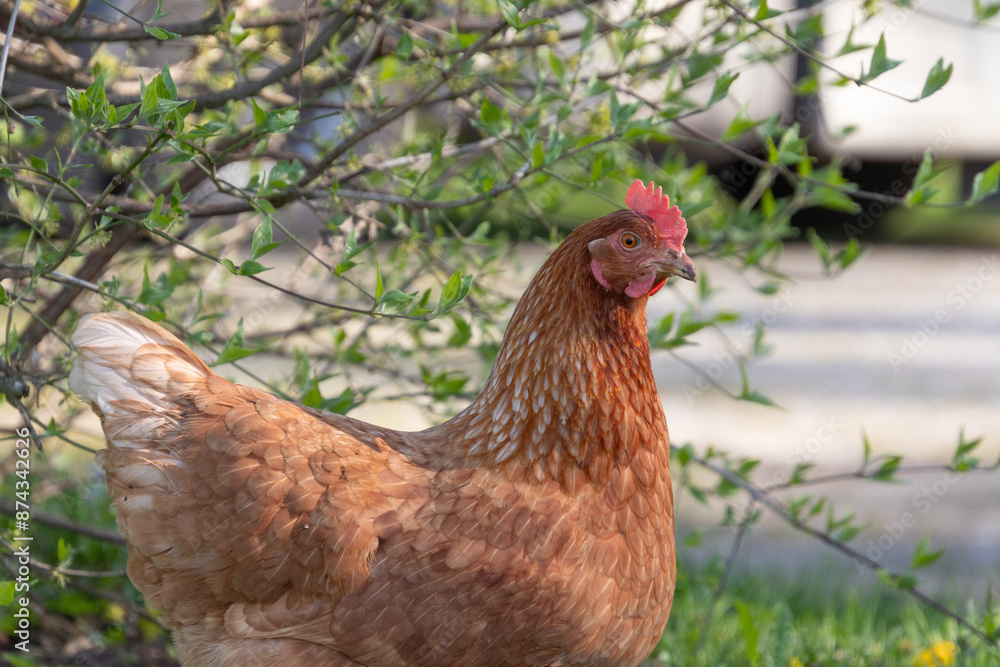 Braun gefiedertes Huhn Braun gefiedertes Huhn