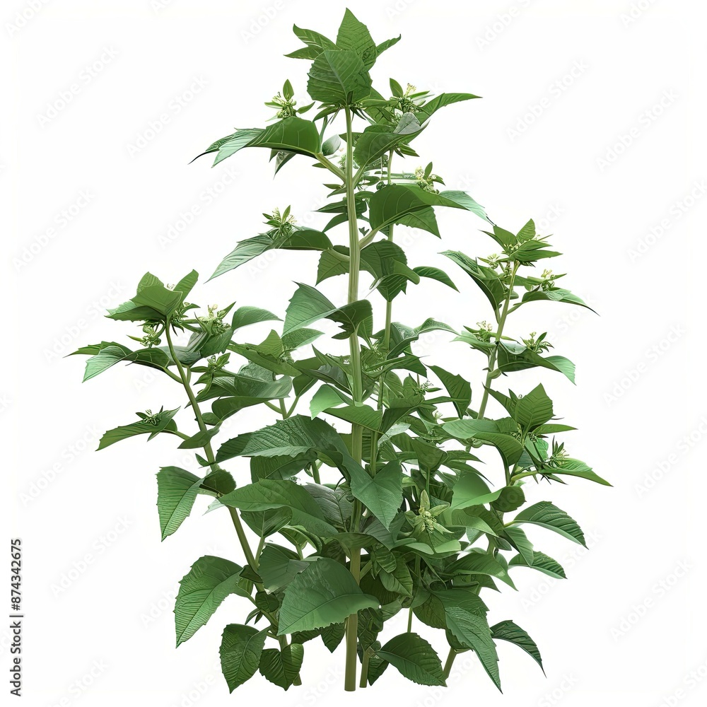 A bush plant isolated on a white background A bush plant isolated on a white background