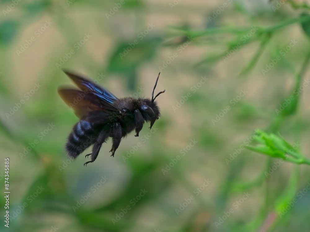 Ape legnaiola (Xylocopa violacea) Ape legnaiola (Xylocopa violacea)