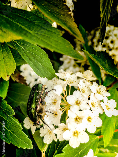 fleurs blanche et insecte