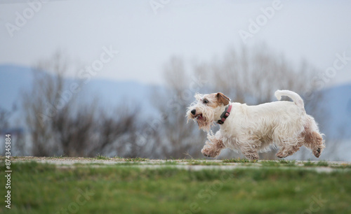 sealyham terrier running in the park photo