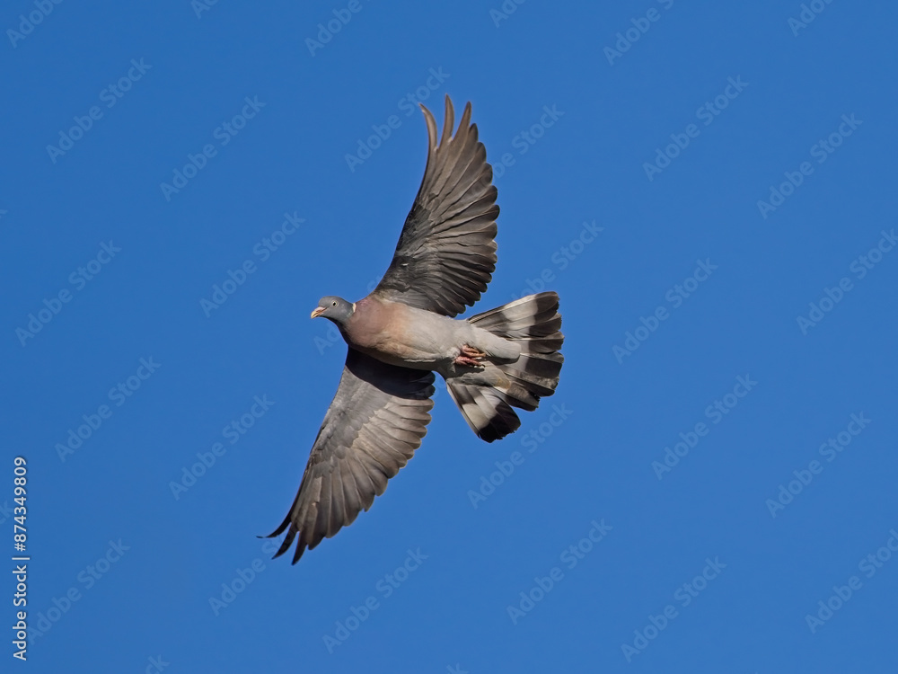 Fototapeta premium Colombaccio (Columba palumbus)