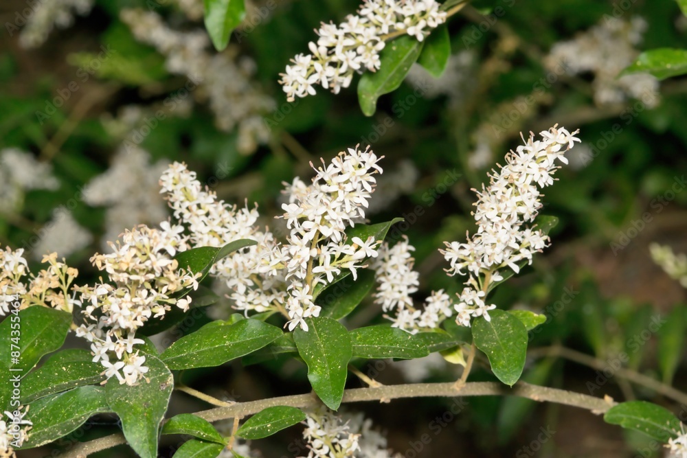 Yaupon Holly blossoms flowering plant branch Springtime nature garden. Yaupon Holly blossoms flowering plant branch Springtime nature garden.
