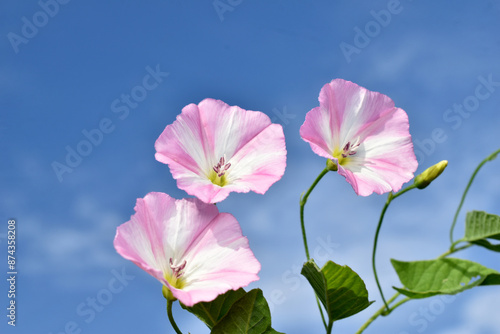 Pink flowers of bindweed grass against the sky.