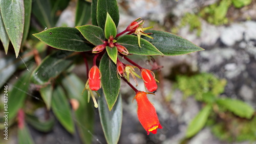 Seemannia sylvatica flower shrubs with little reddish orange photo