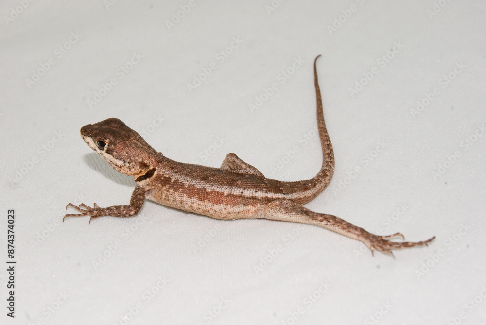 Naklejka premium Lagarto - calango - Tropidurus spp.