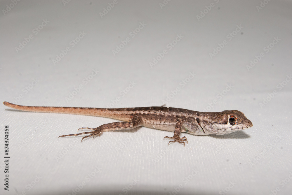 Naklejka premium Lagarto - tropidurus - calango