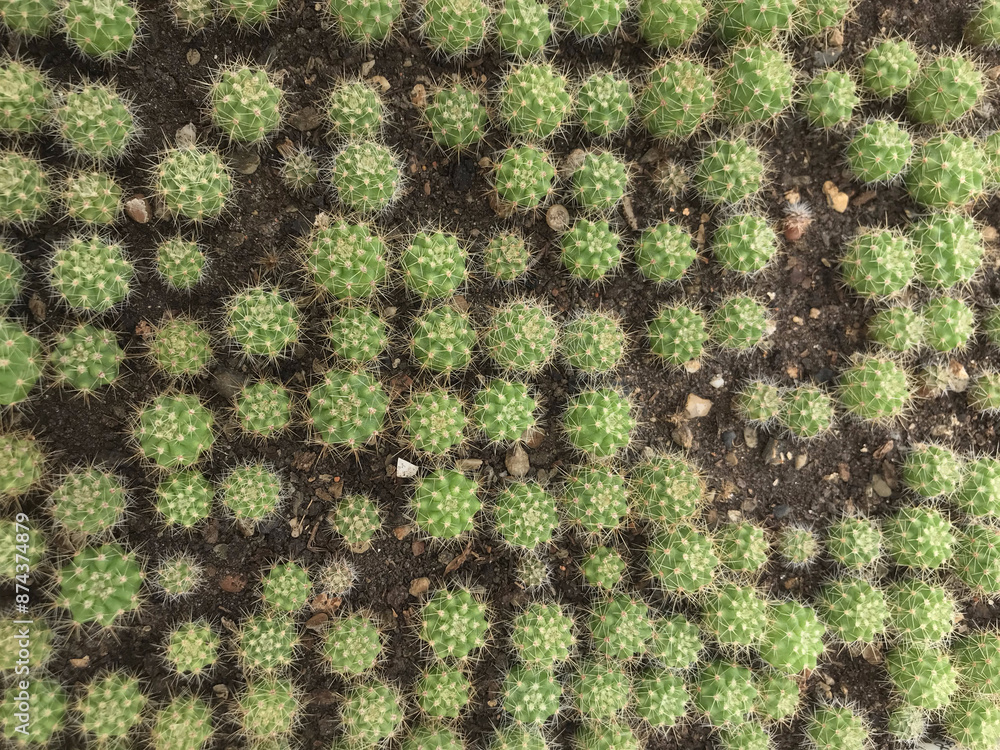 Close-up Top View of a Cluster of Small Green Cacti with Spines Growing in Soil, Showcasing the Pattern and Texture of Desert Plants in a Natural Habitat Close-up Top View of a Cluster of Small Green Cacti with Spines Growing in Soil, Showcasing the Pattern and Texture of Desert Plants in a Natural Habitat