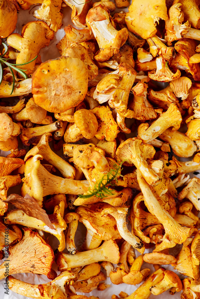 Wild chanterelle mushrooms freshly picked in the forest.top veiw. Wild chanterelle mushrooms freshly picked in the forest.top veiw.
