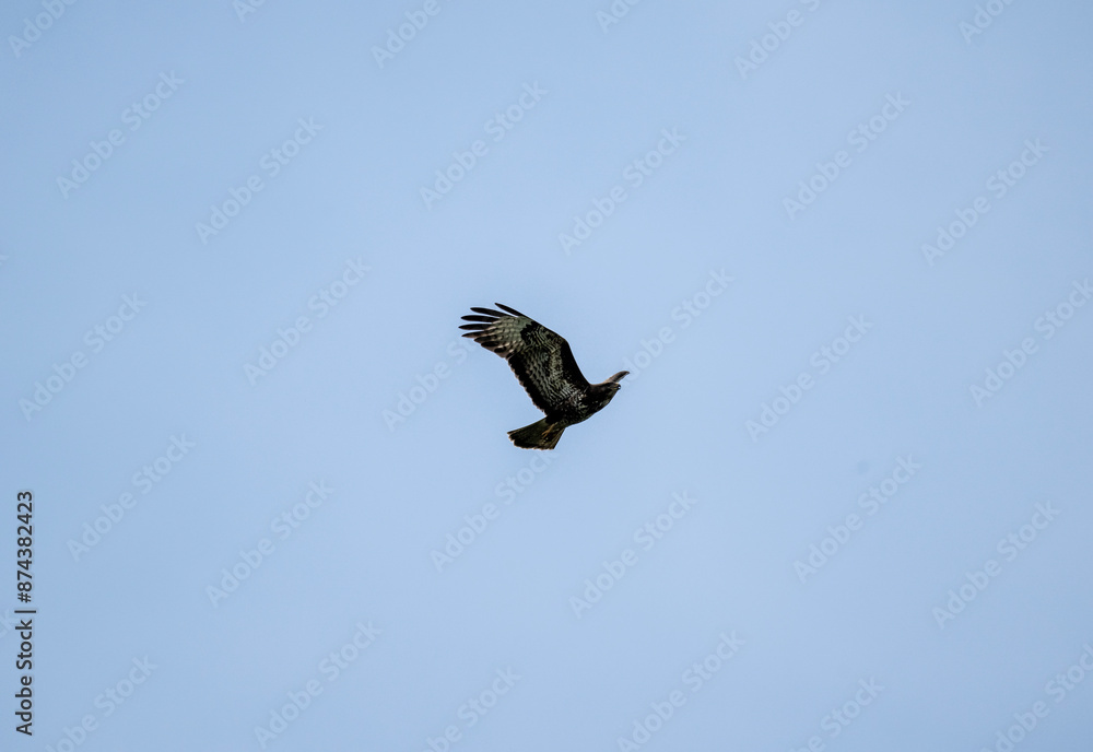 black kite hunting in natural conditions on a sunny summer day black kite hunting in natural conditions on a sunny summer day