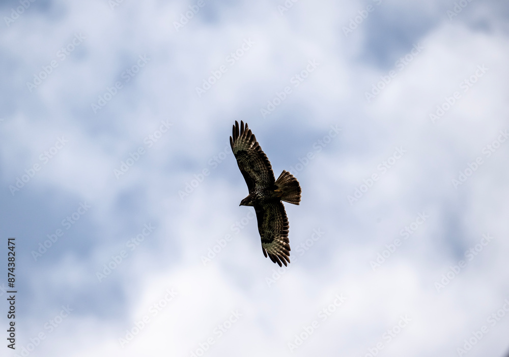 Fototapeta premium black kite hunting in natural conditions on a sunny summer day