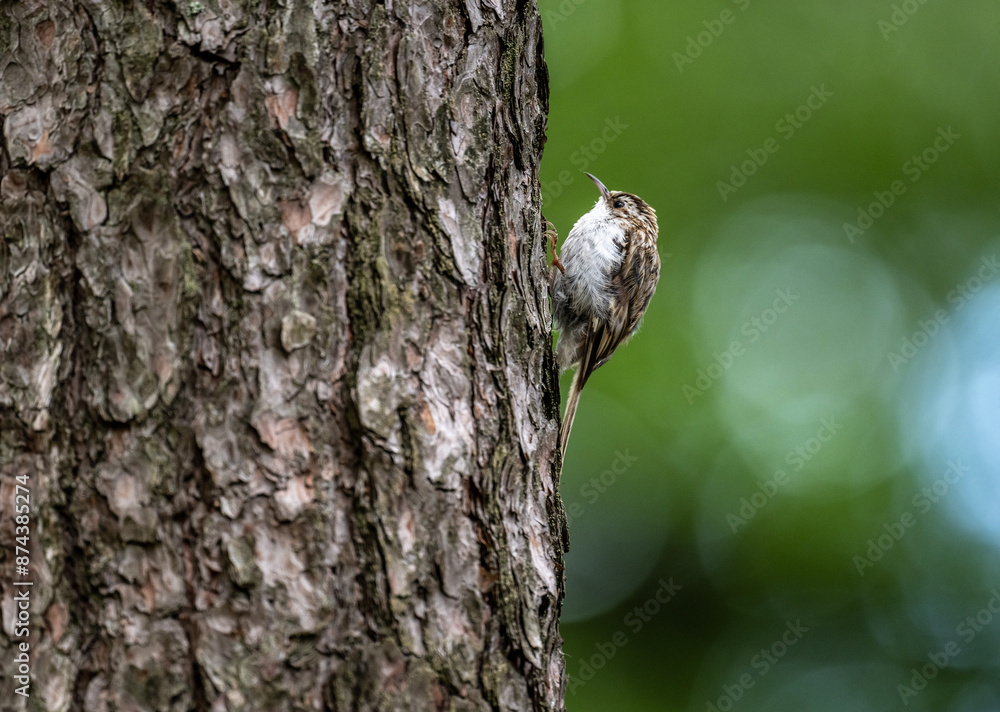 Fototapeta premium common pika searching for food in natural conditions on a sunny summer day