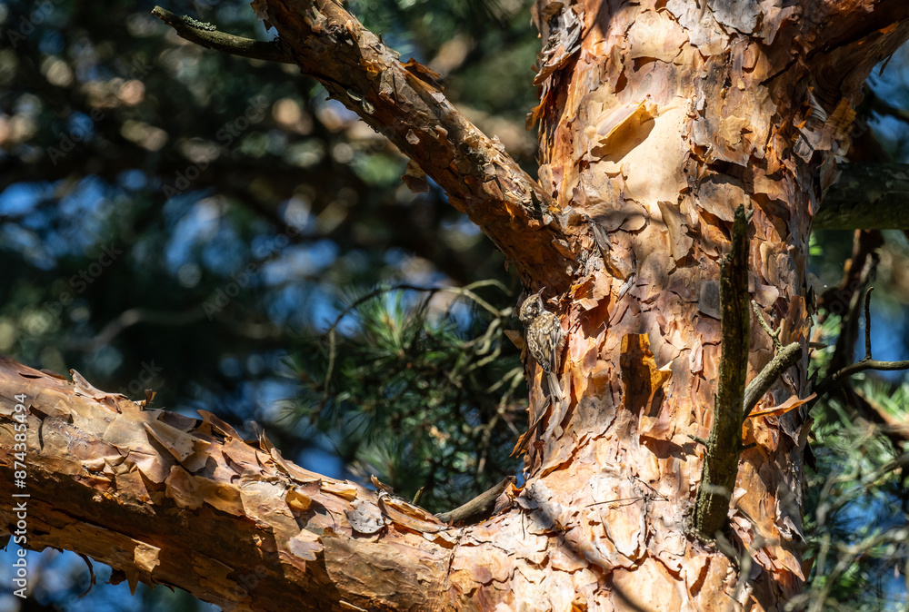Fototapeta premium common pika searching for food in natural conditions on a sunny summer day
