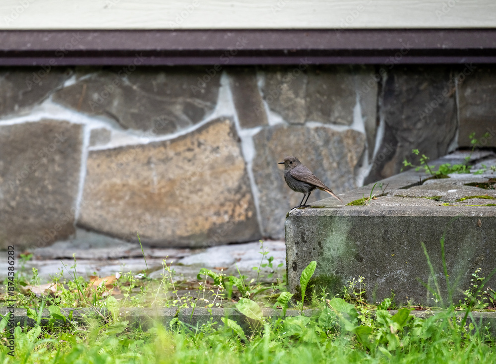 Obraz premium Redstart looking for food in natural conditions on a sunny summer day