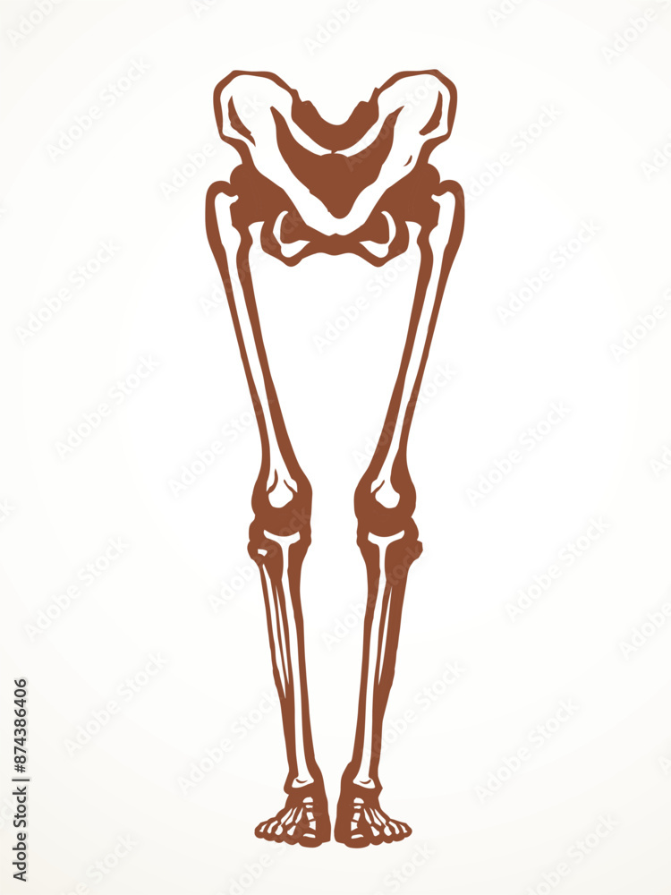 Vector drawing. Bones of the leg Vector drawing. Bones of the leg