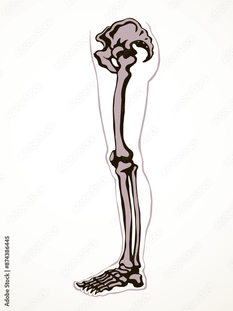 Vector drawing. Bones of the leg