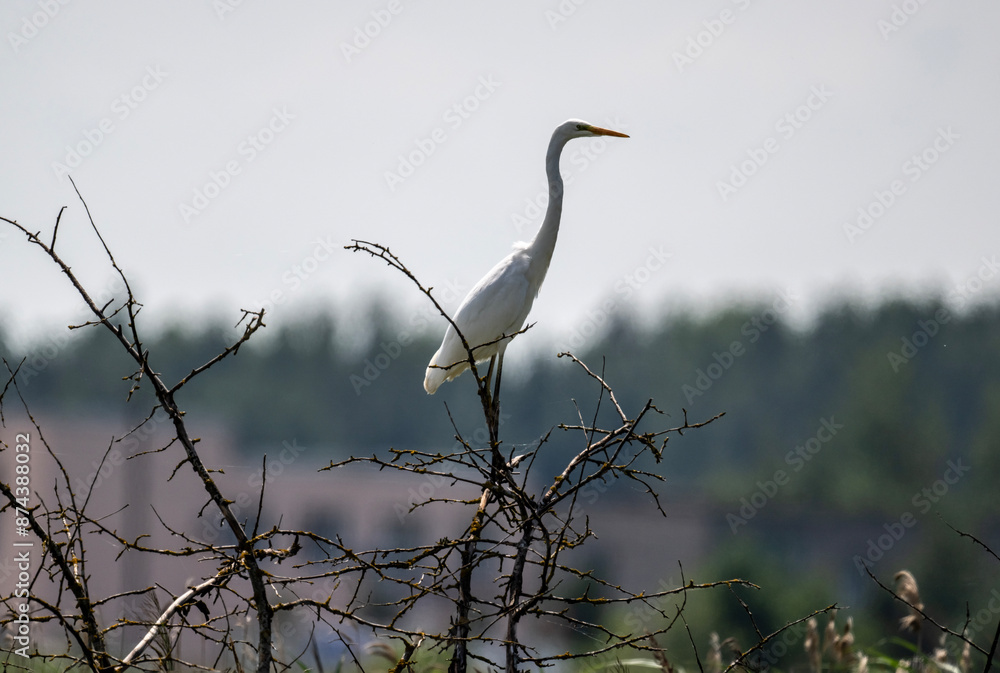 white egret looking for food in natural conditions in the forest on a sunny summer day white egret looking for food in natural conditions in the forest on a sunny summer day