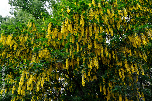 a stunning Laburnum tree in full bloom photo