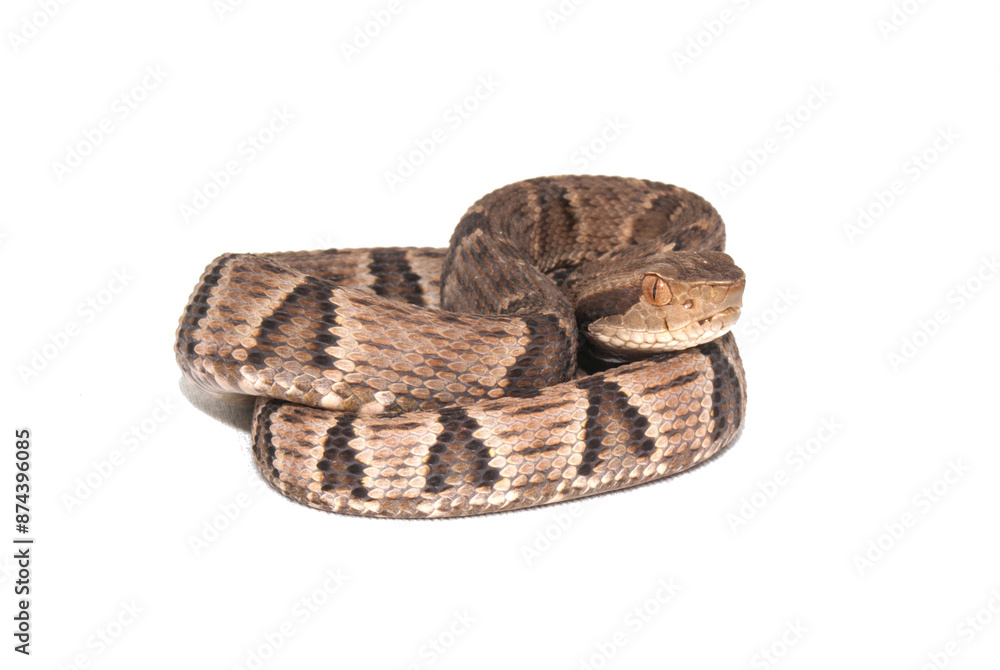 Obraz premium jararaca - serpente