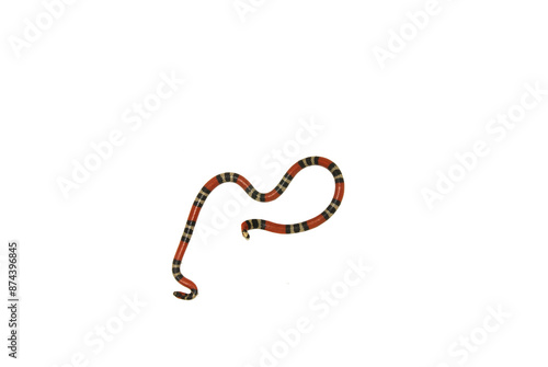 Foto Serpente - Micrurus cf. frontalis