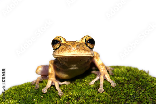 Sapo - Bokermannohyla cf. nanuzae